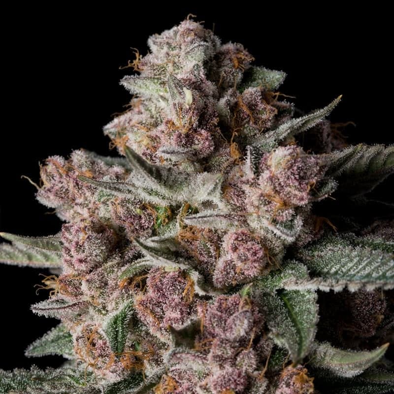 Amnesia Haze