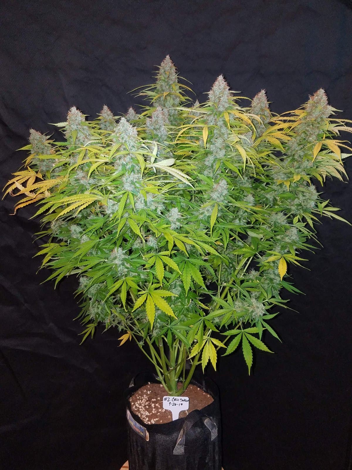 Blue Dream