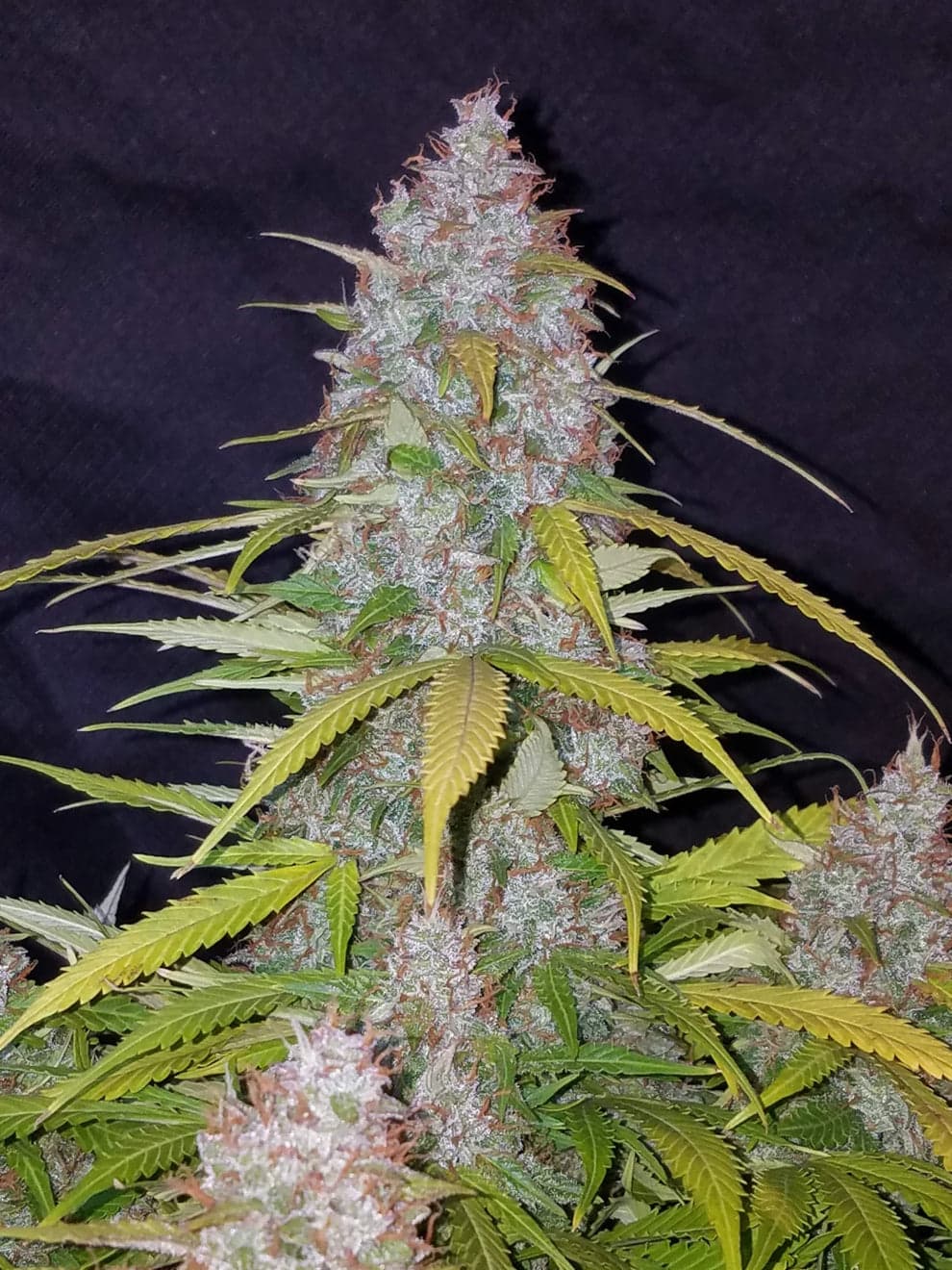 Northern Lights