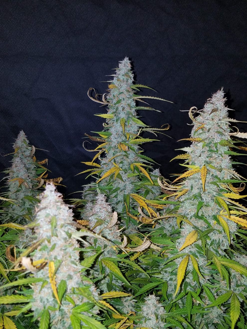 OG Kush