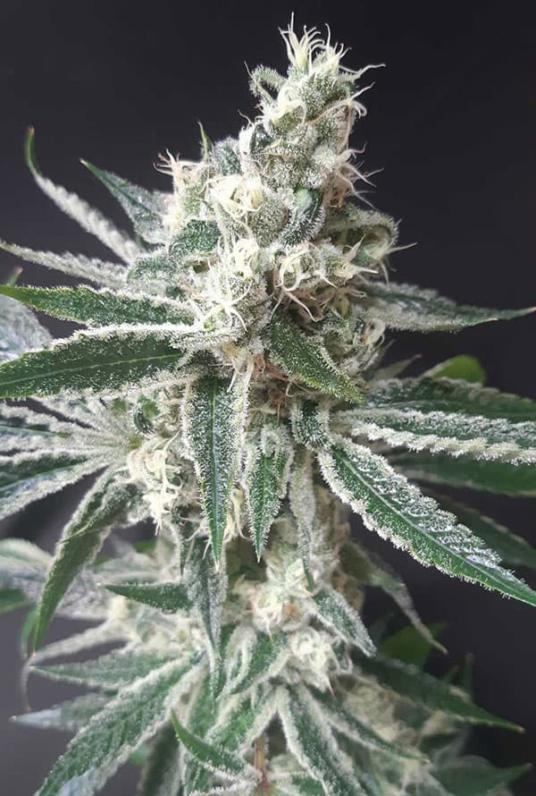 White Widow
